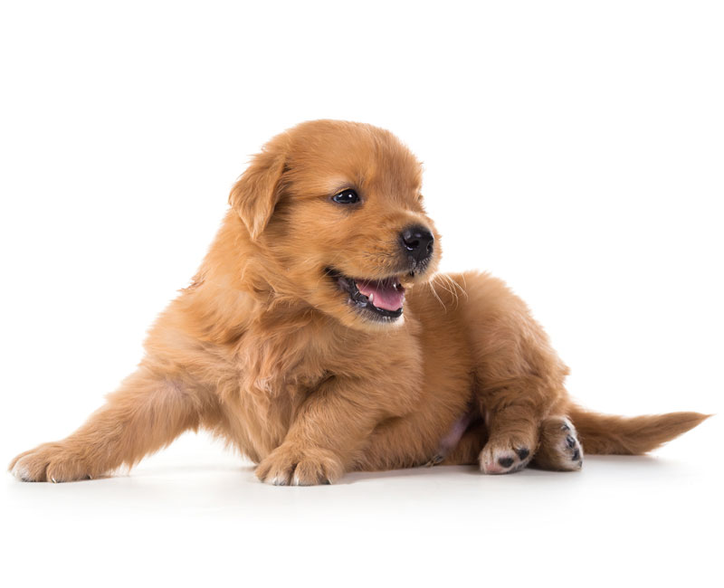 Cute Golden Retriever Puppy isolate on white background.