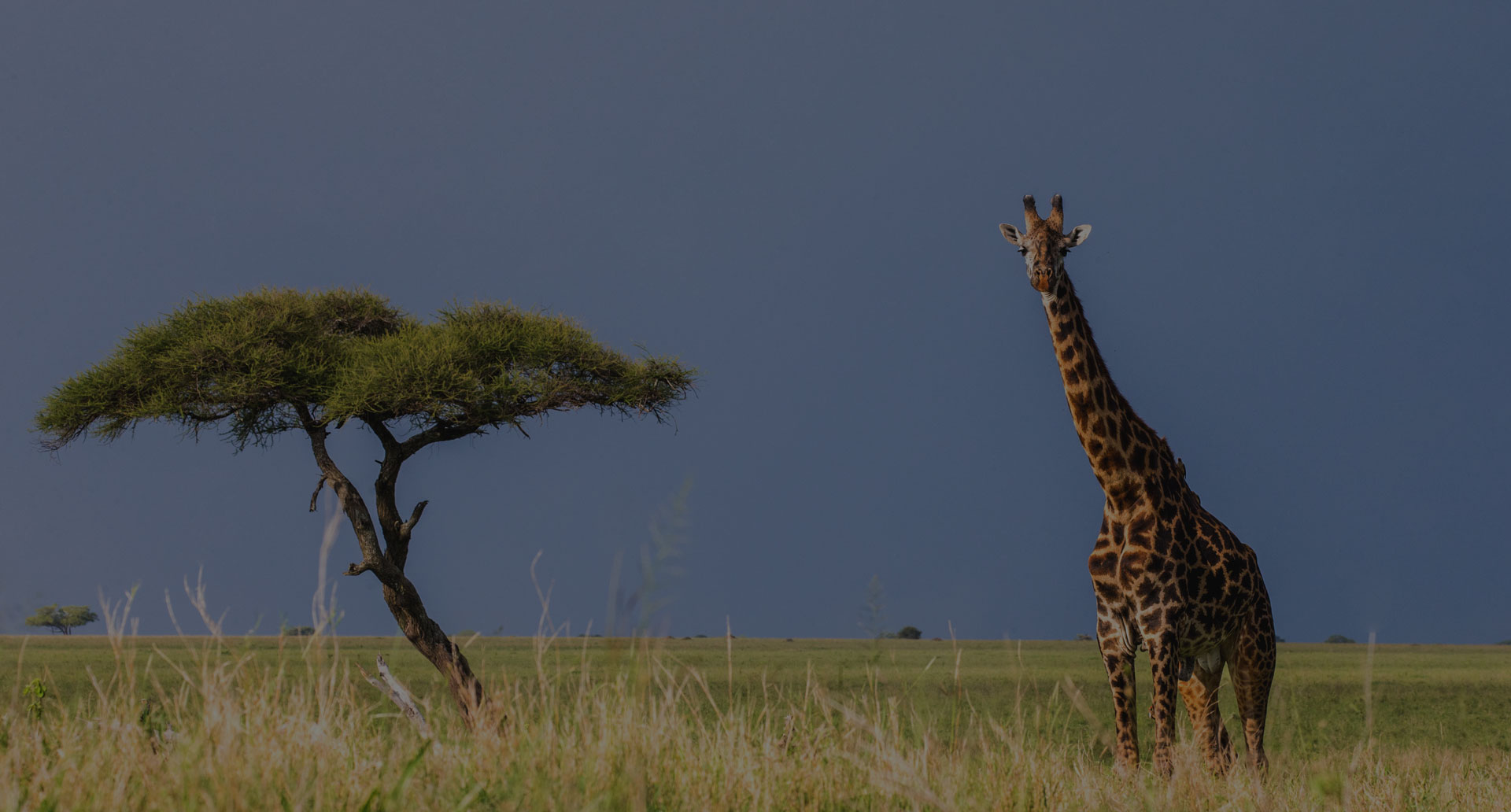 The giraffe stands in the savannah. A classic picture. Africa. Tanzania. Serengeti National Park.
