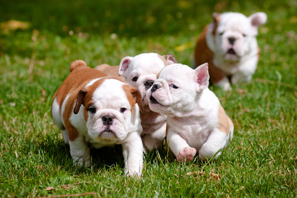 english bulldog puppies playing outdoors