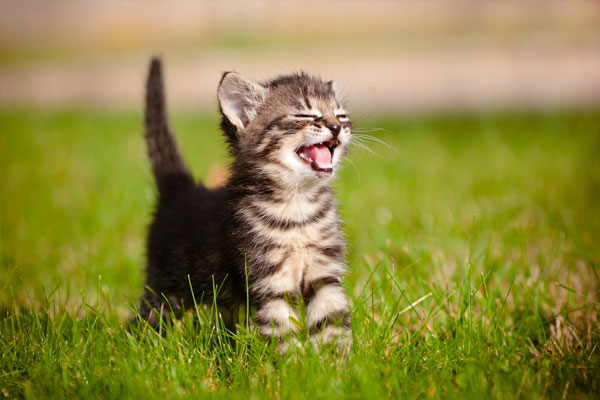 adorable meowing tabby kitten outdoors