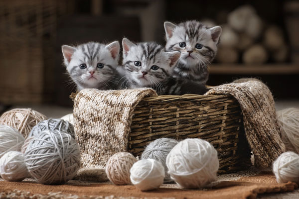 Group of small striped kittens in an old basket with balls of yarn