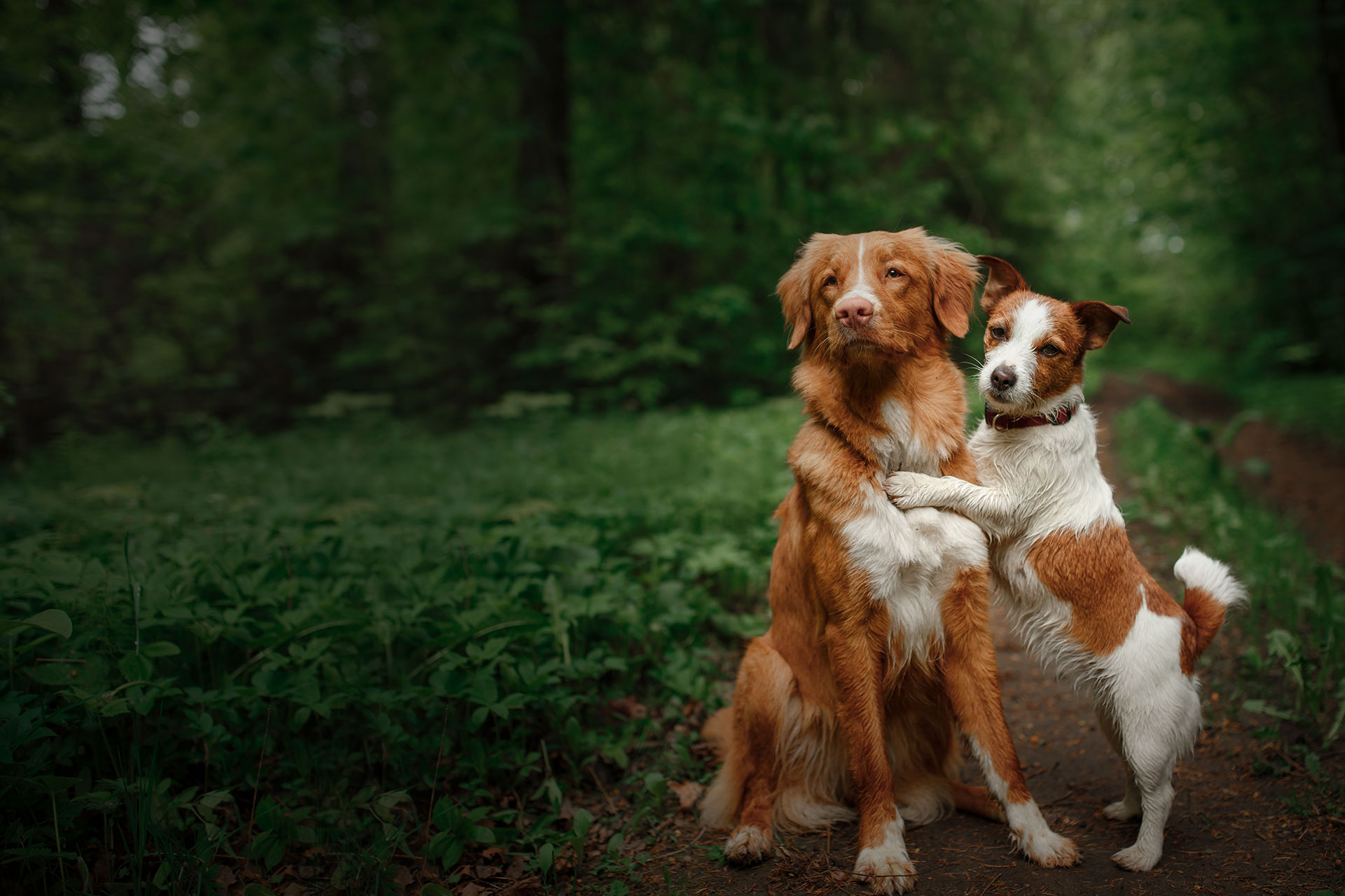 Dog Jack Russell Terrier and Nova Scotia Duck Tolling Retriever walking white flowers in the orchard.