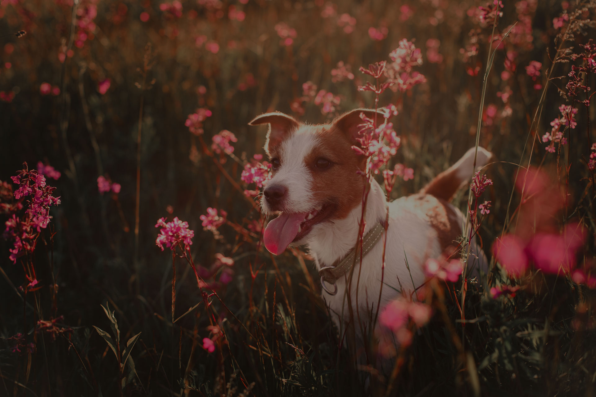 Dog jumping in the beautiful flower fields