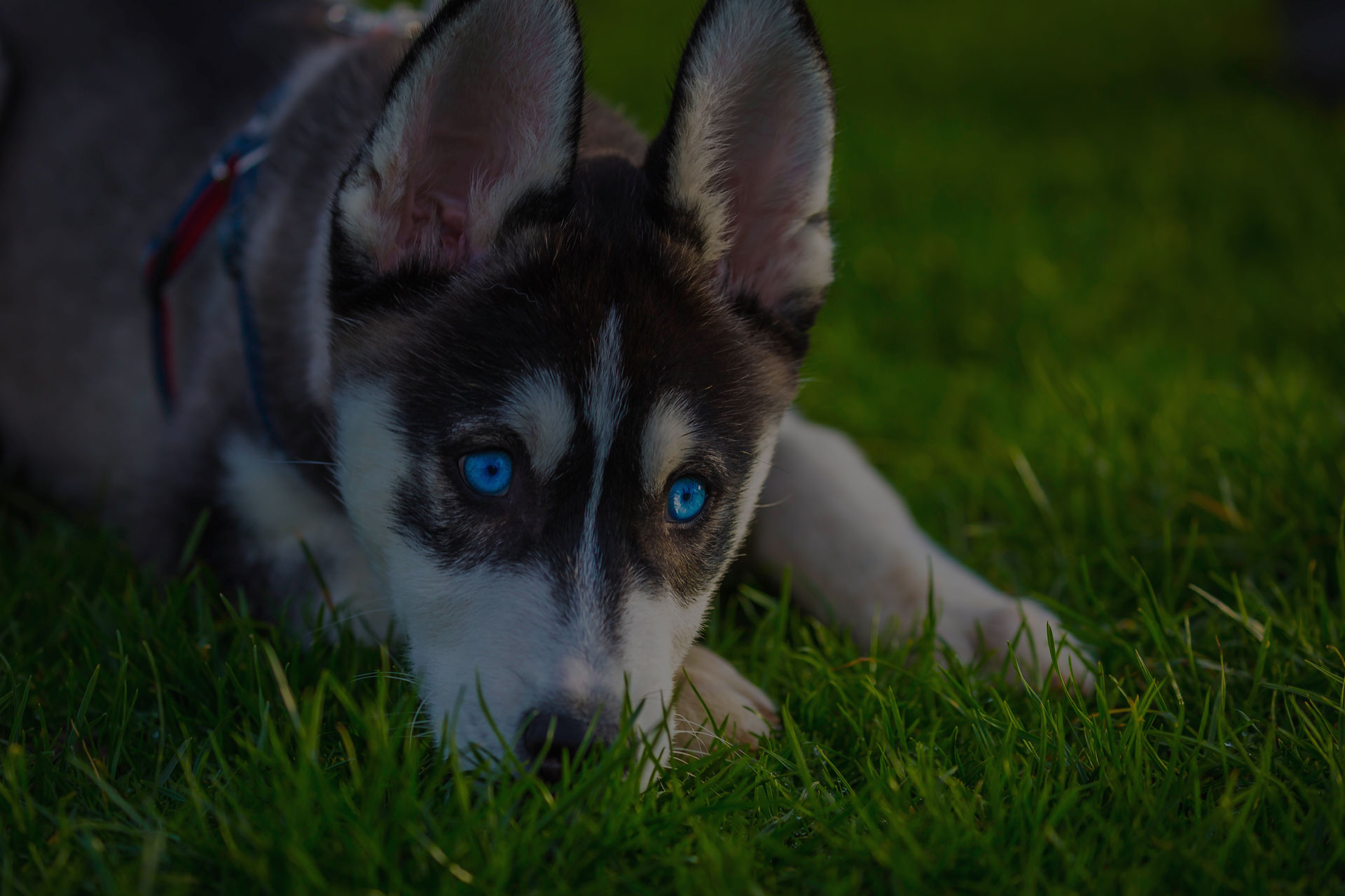 Adorable black and white with blue sleepy eyes Husky puppy lying on grass