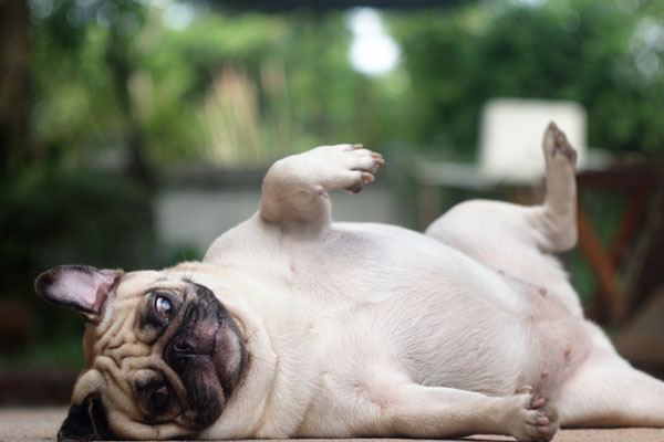 white fat lovely pug dog laying and rolling dancing on the floor making funny face and posture