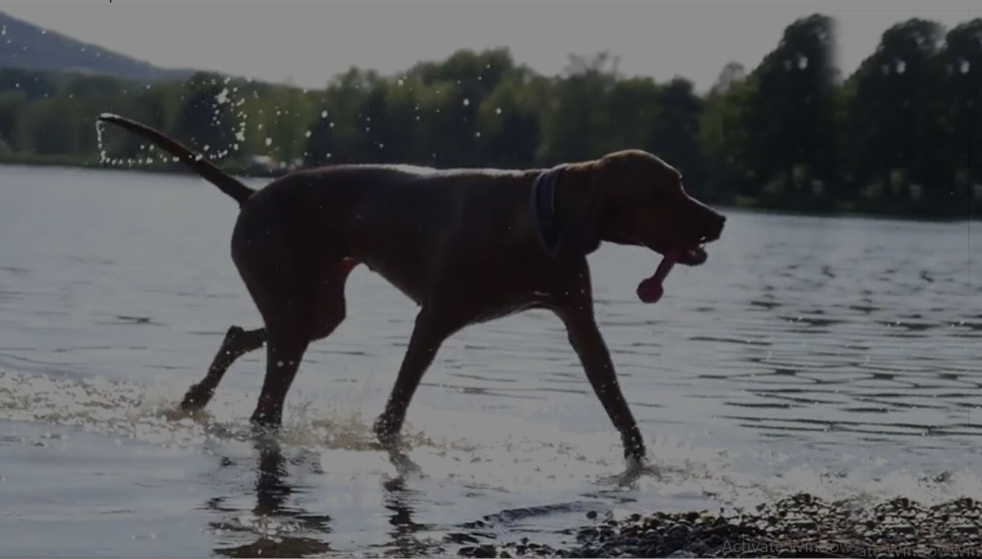 weimaraner playing in water