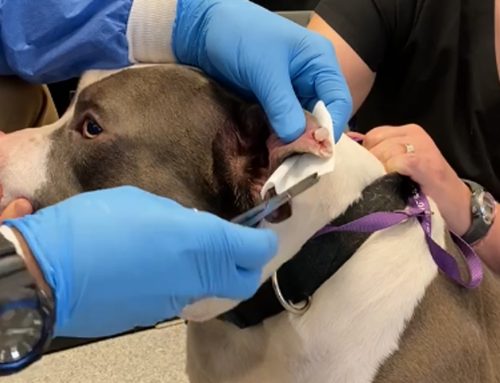 Ear Hematoma Canula Removal