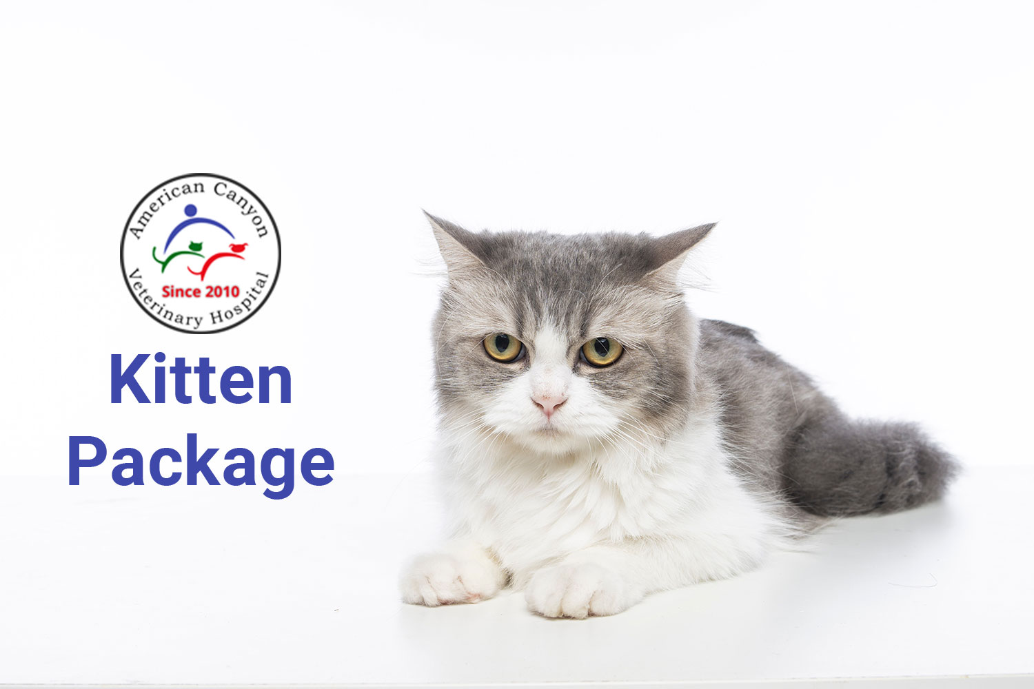 Vet kitten packages near hot sale me