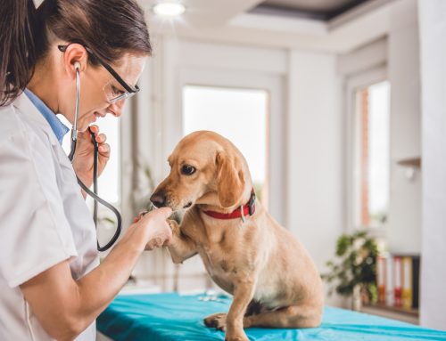 Why Is My Veterinarian So Busy? Why the Veterinary Industry is Overwhelmed